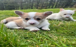 Welsh Corgi Pembroke dogs for sale: Beautiful Registered Pembroke Corgis - Image 13