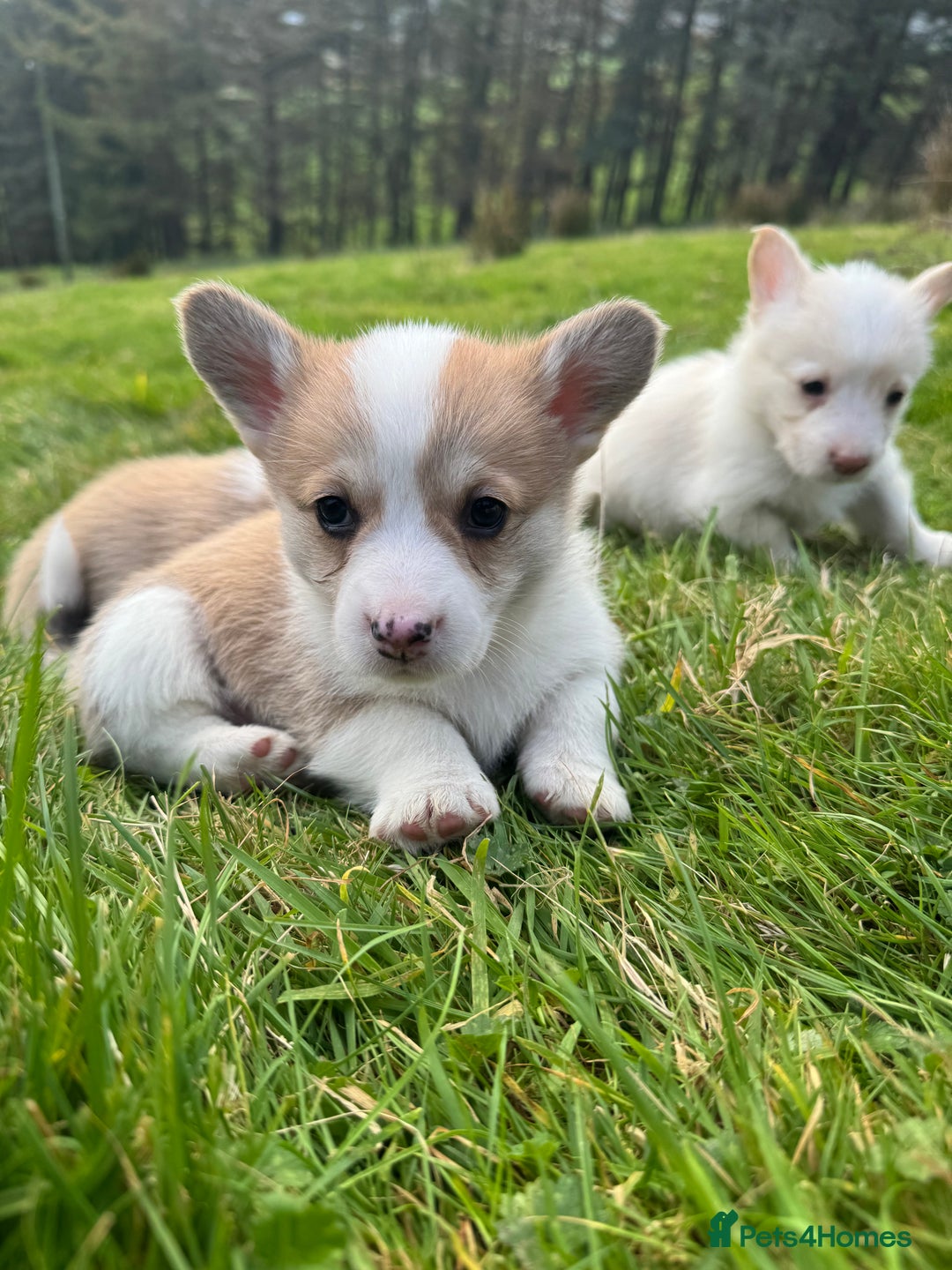 Welsh Corgi Pembroke dogs for sale: Beautiful Registered Pembroke Corgis - Image 13