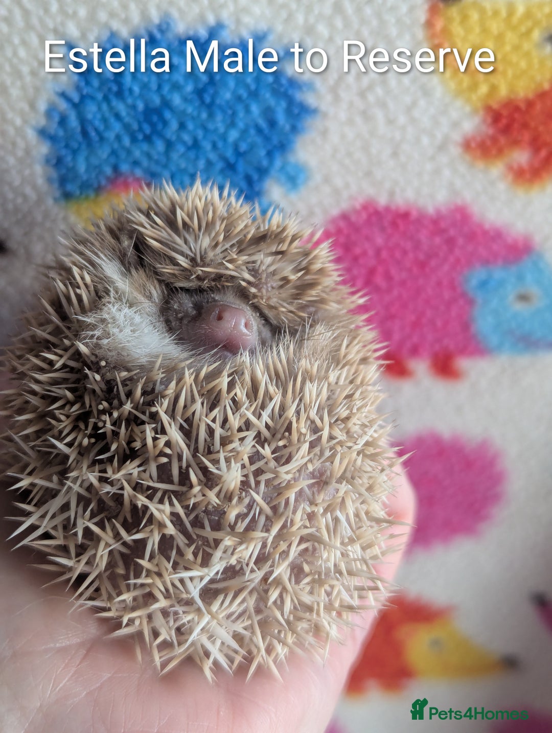 Pygmy Hedgehog rodents for sale: Gorgeous Baby Hoglets/ Ready to Reserve!!! - Advert 3