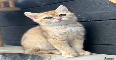 British Shorthair cats - Advert 7