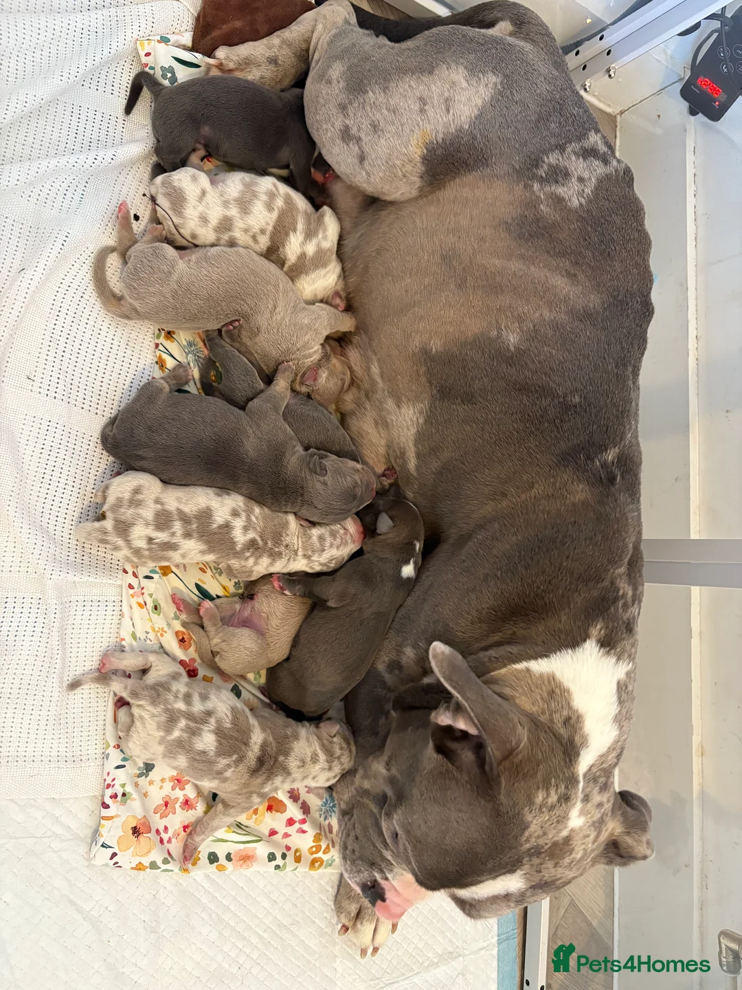 American Bully dogs for sale: Pocket bully puppies - Advert 4