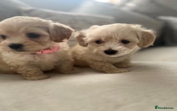 Maltipoo dogs for sale: Maltipoo puppies - Image 8
