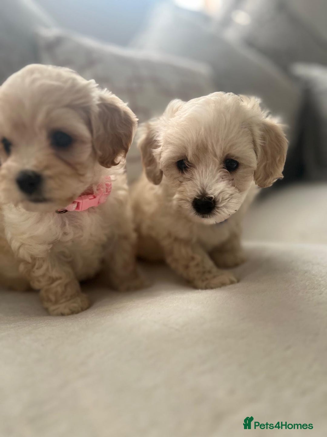 Maltipoo dogs for sale: Maltipoo puppies - Image 8