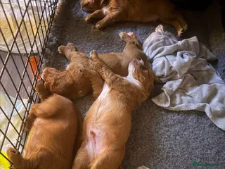 Cocker Spaniel dogs KC Reg, Working Cocker Spaniels - Advert 11