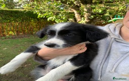 Border Collie dogs for sale: Border Collie Puppies - Image 4