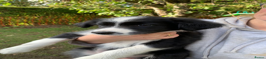 Border Collie Puppy 4