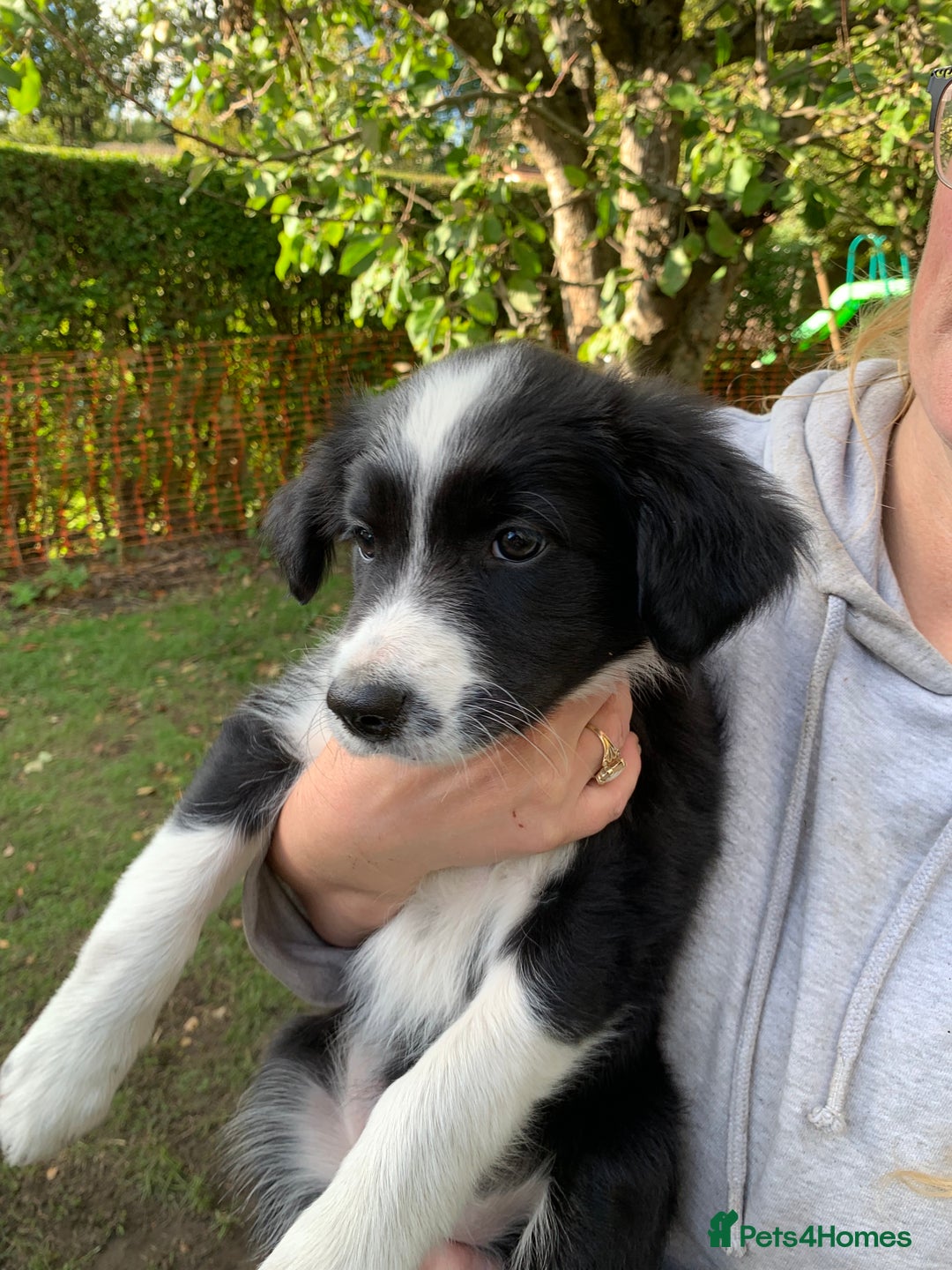 Border Collie dogs for sale: Border Collie Puppies - Image 4