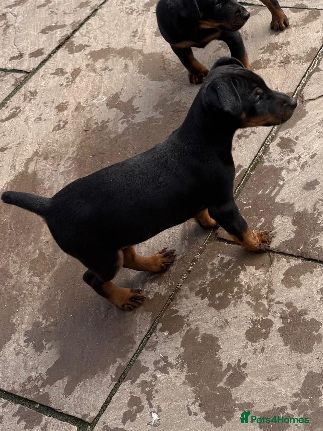 Jagdterrier dogs for sale: Jagd terrier dog & bitch pup - Image 6