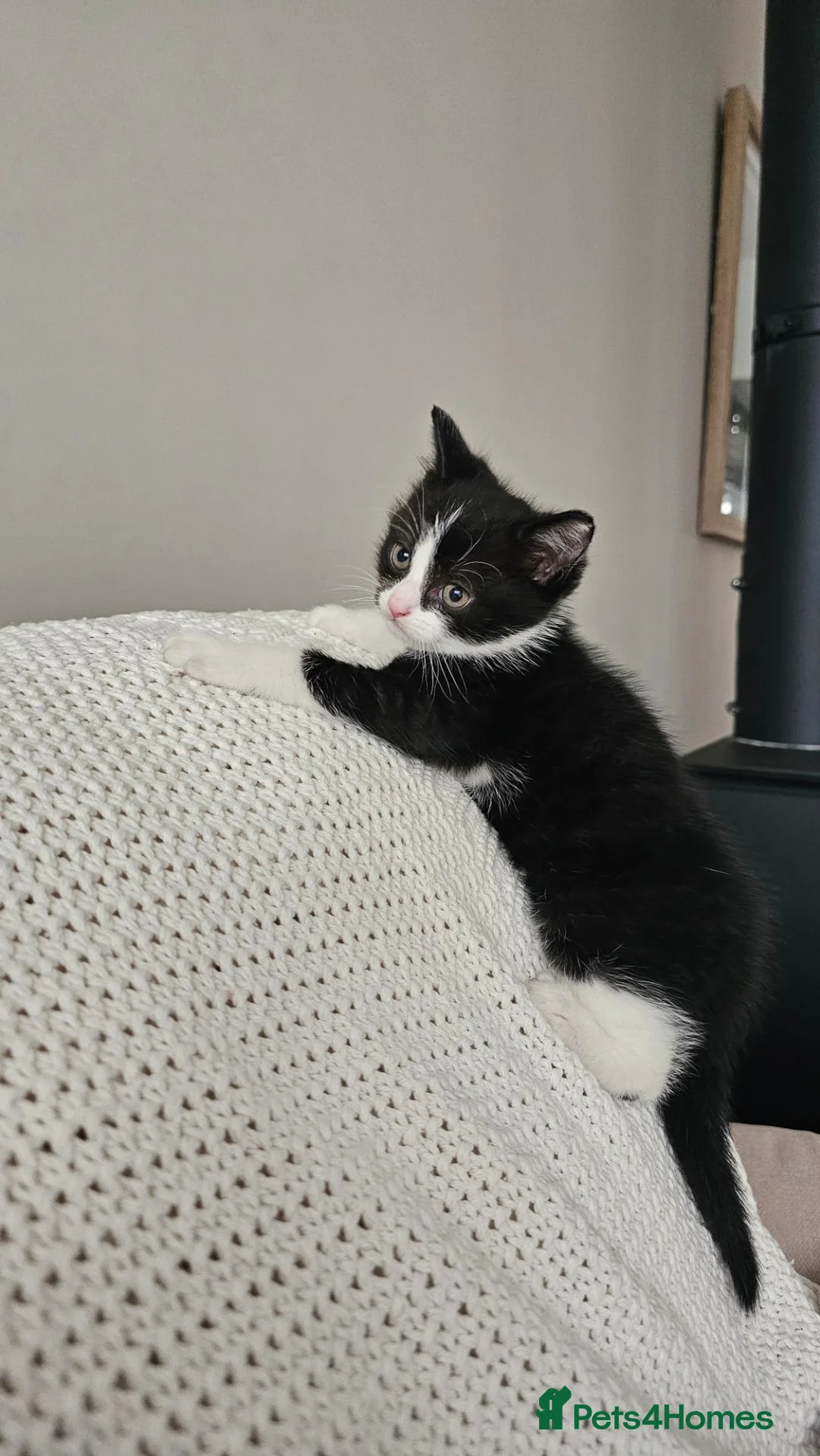 Mixed Breed cats for sale: Kitten for sale - Advert 5