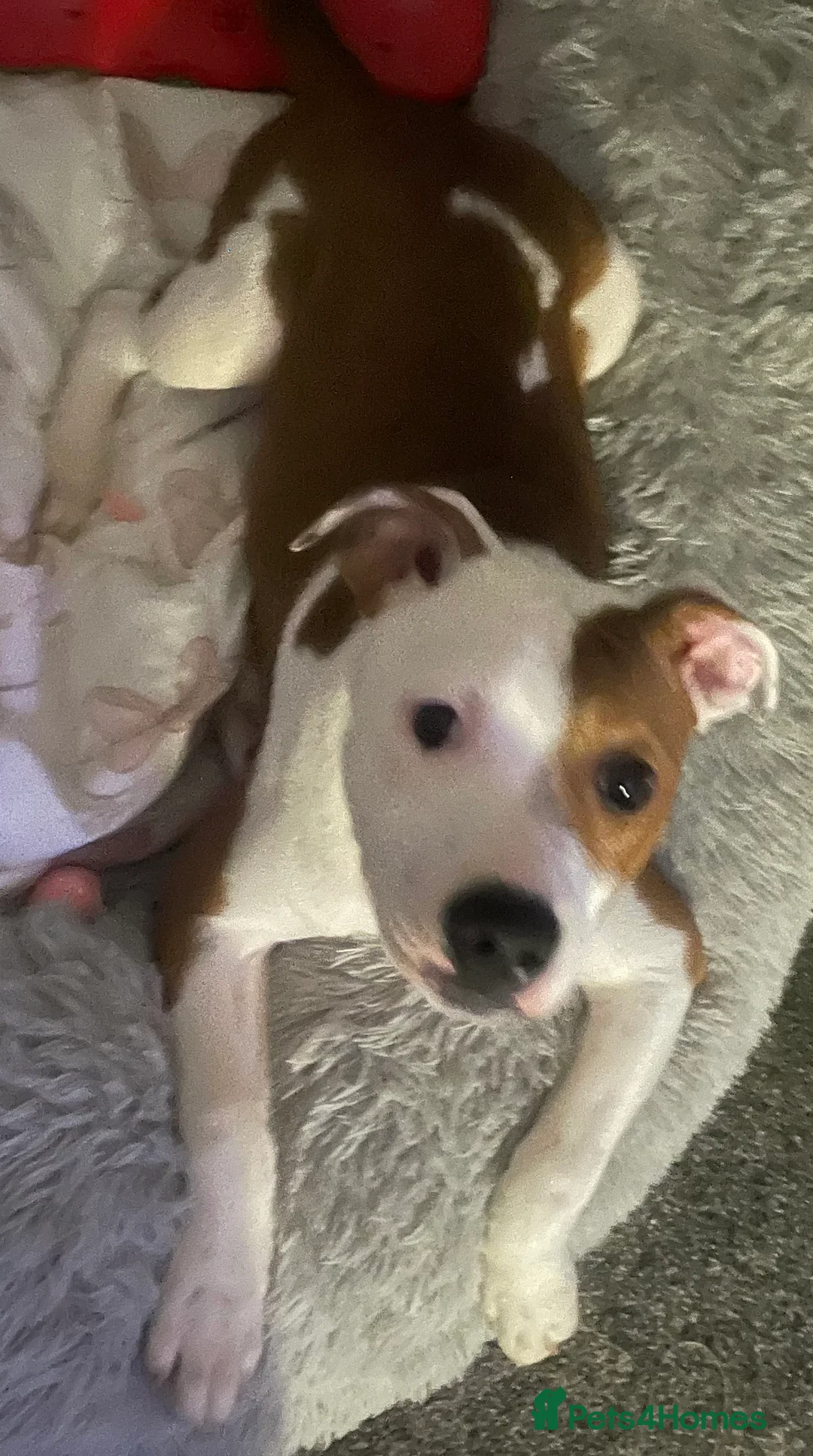 Mixed Breed dogs for sale: Staffy cross Lurcher  - Advert 1