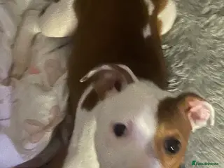 Mixed Breed dogs Staffy cross Lurcher - Advert 1