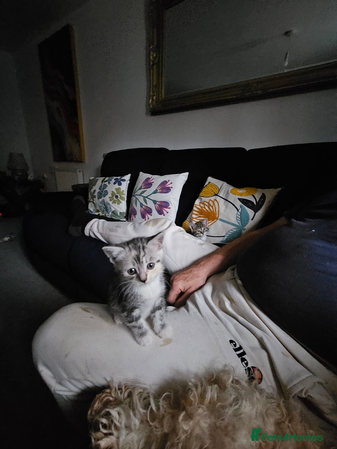 Mixed Breed cats for sale: Chinchilla Persian cross kittens  - Image 2