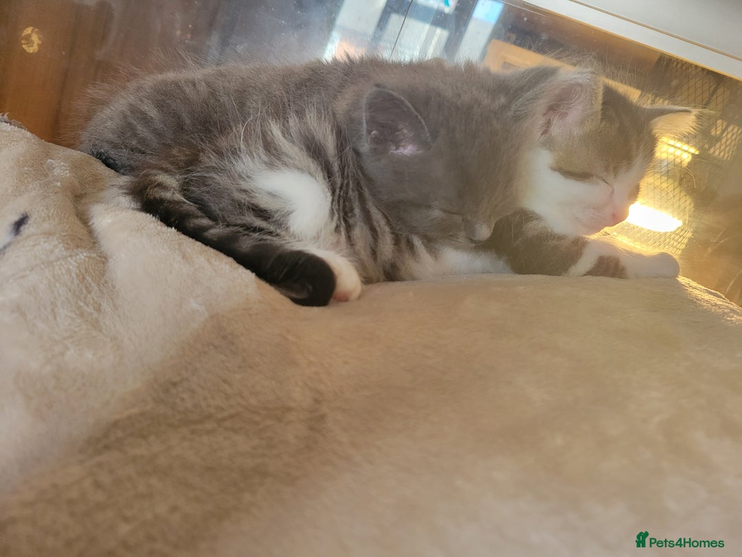 British Longhair cats for sale: Two kittens brother and sister  - Image 7