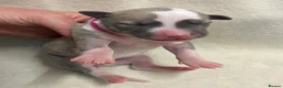 Whippet dogs for sale: Beautiful whippet puppies  - Advert 23