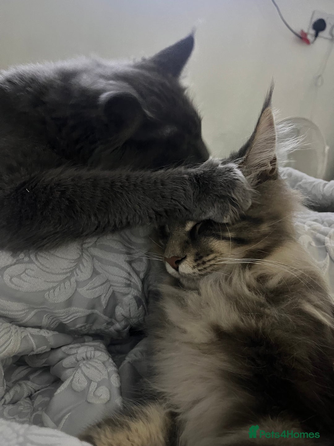 Maine Coon cats for sale: Atlas (Smokey Blue/Grey Maine Coon  - Image 6