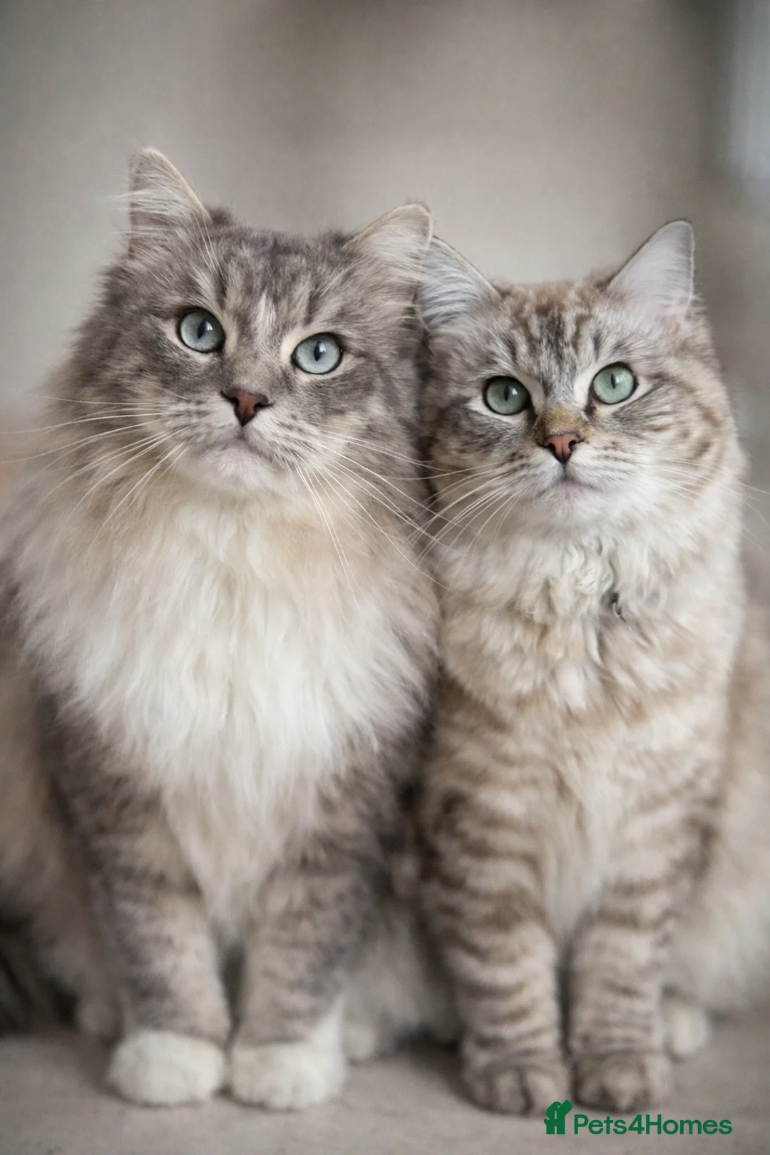 Ragdoll cats for sale: Pedigree Cherubim Blue Mink Ragdoll - Advert 2