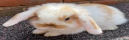 Mini Lop rabbits for sale: STINNING PURE BREED MINI LOPS AMAZING COLOURS - Advert 13