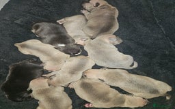 American Bully dogs for sale: Pocket bully - Image 1