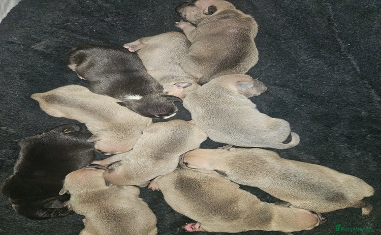 American Bully dogs - Advert 1