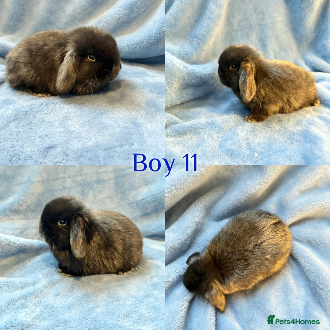 Mini Lop rabbits for sale: Baby Mini Lops Ready 08/08 - Advert 11