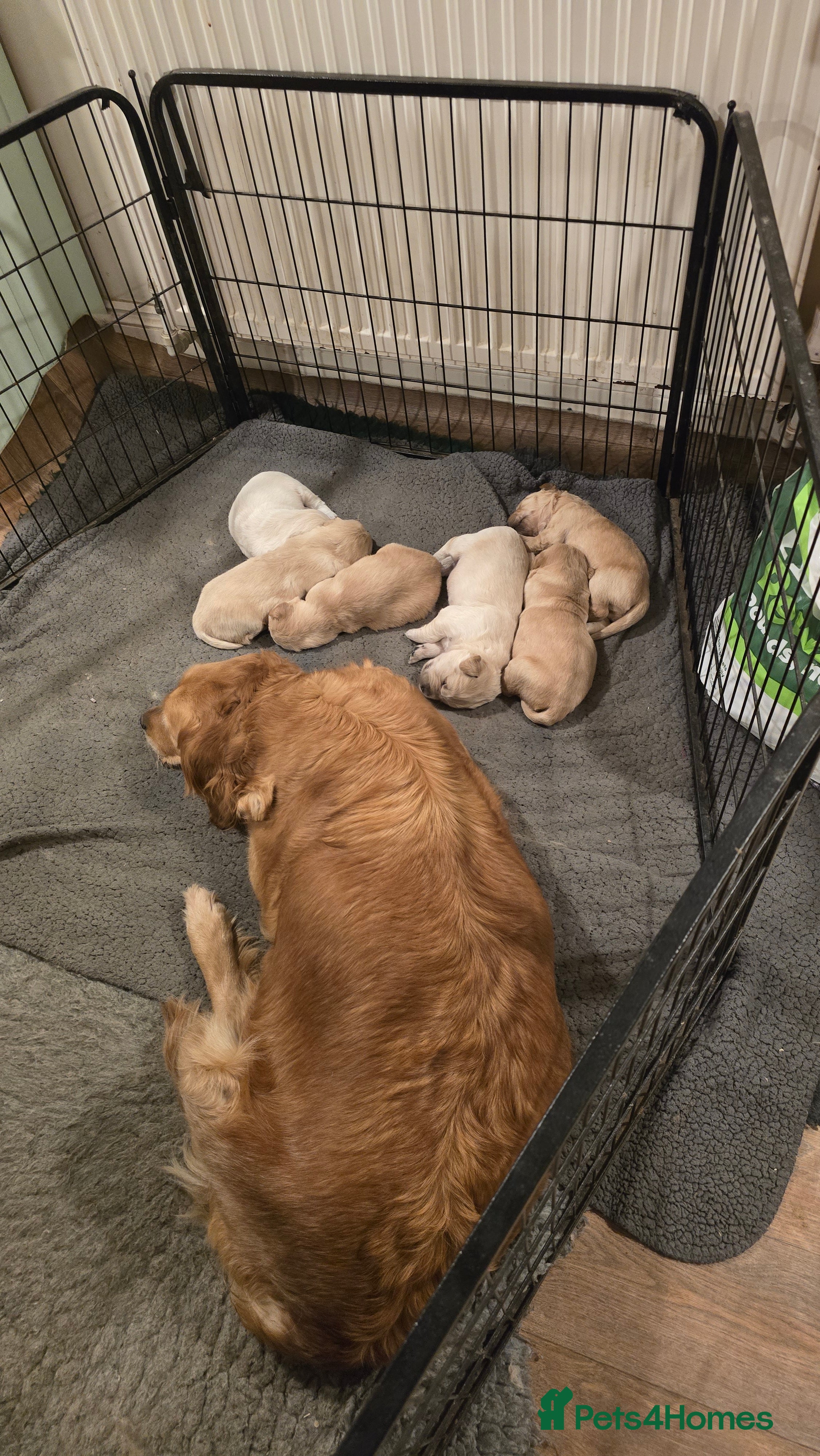 Golden Retriever dogs KC Registered Golden Retriever Puppies  - Advert 4