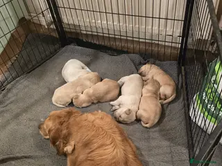 Golden Retriever dogs KC Registered Golden Retriever Puppies - Advert 3