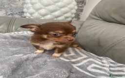 Chihuahua dogs for sale: Micro chihuahua puppies  - Image 5
