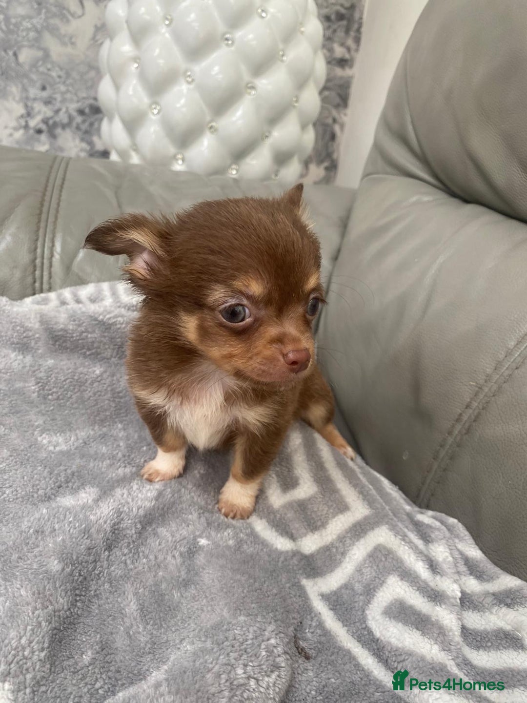 Chihuahua dogs for sale: Micro chihuahua puppies  - Image 5