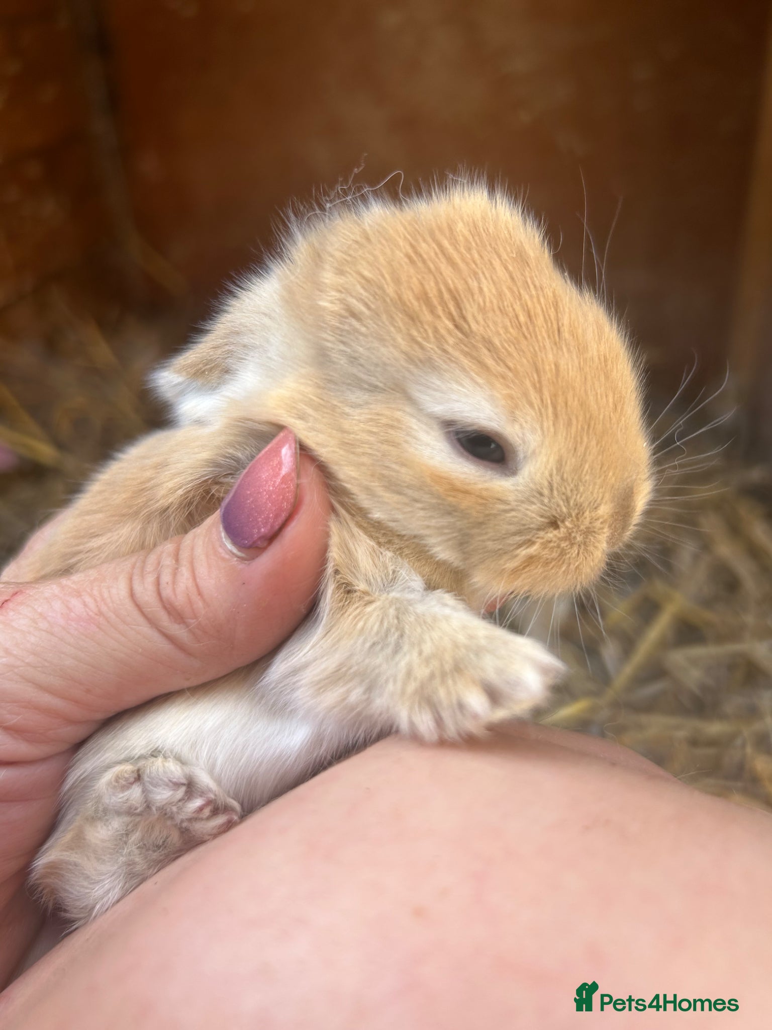 Mini Lop rabbits for sale: Stunning pure mini lop & Mini Rex X ML   - Advert 2