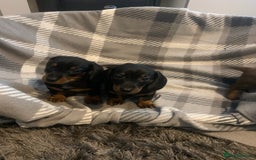Dachshund dogs for sale: Daschund miniature  - Image 2