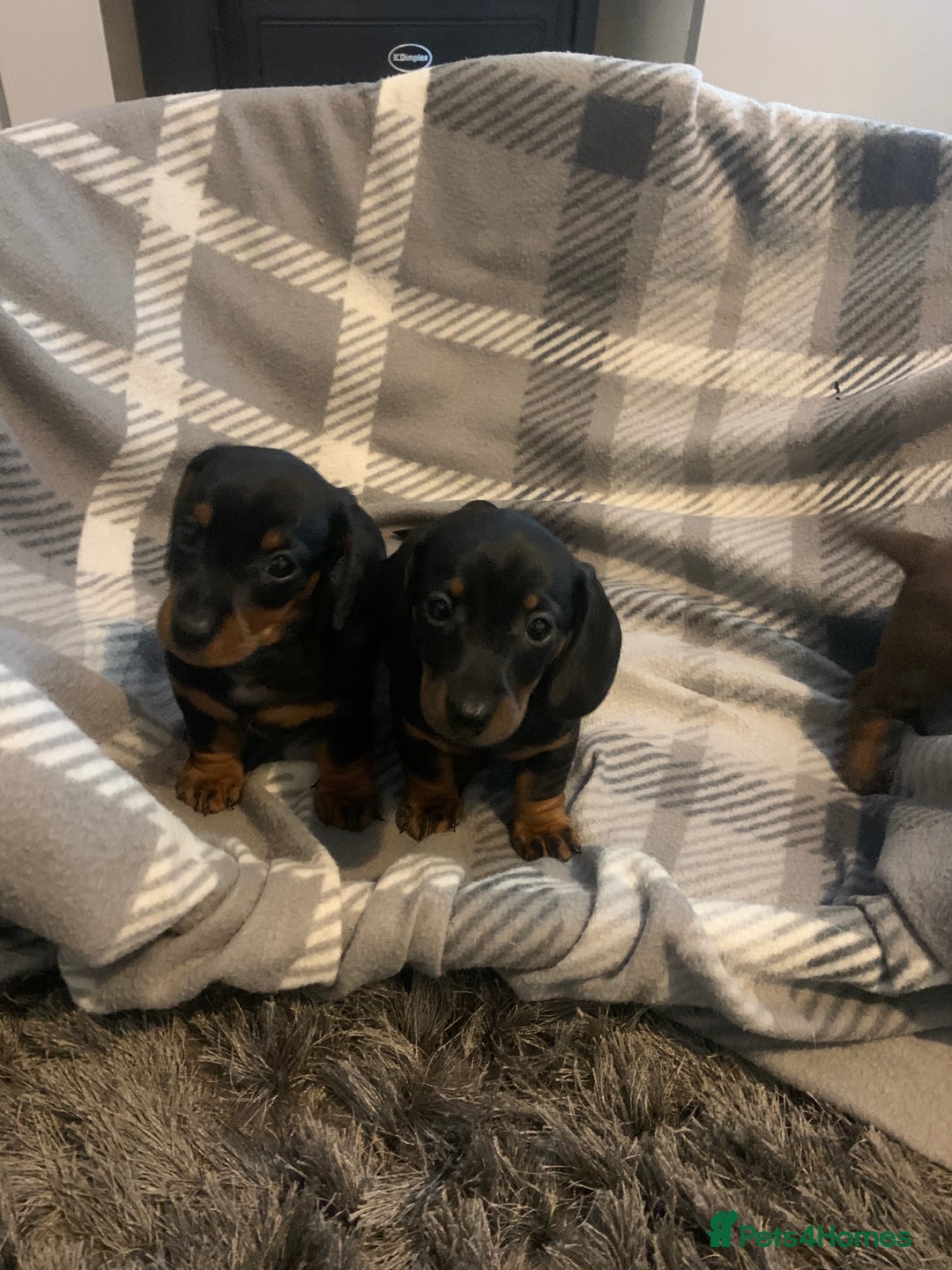 Dachshund dogs for sale: Daschund miniature  - Image 2