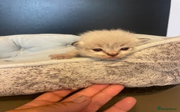 Ragdoll cats for sale: Stunning Ragdoll kittens blue lnyx ready soon  - Image 26