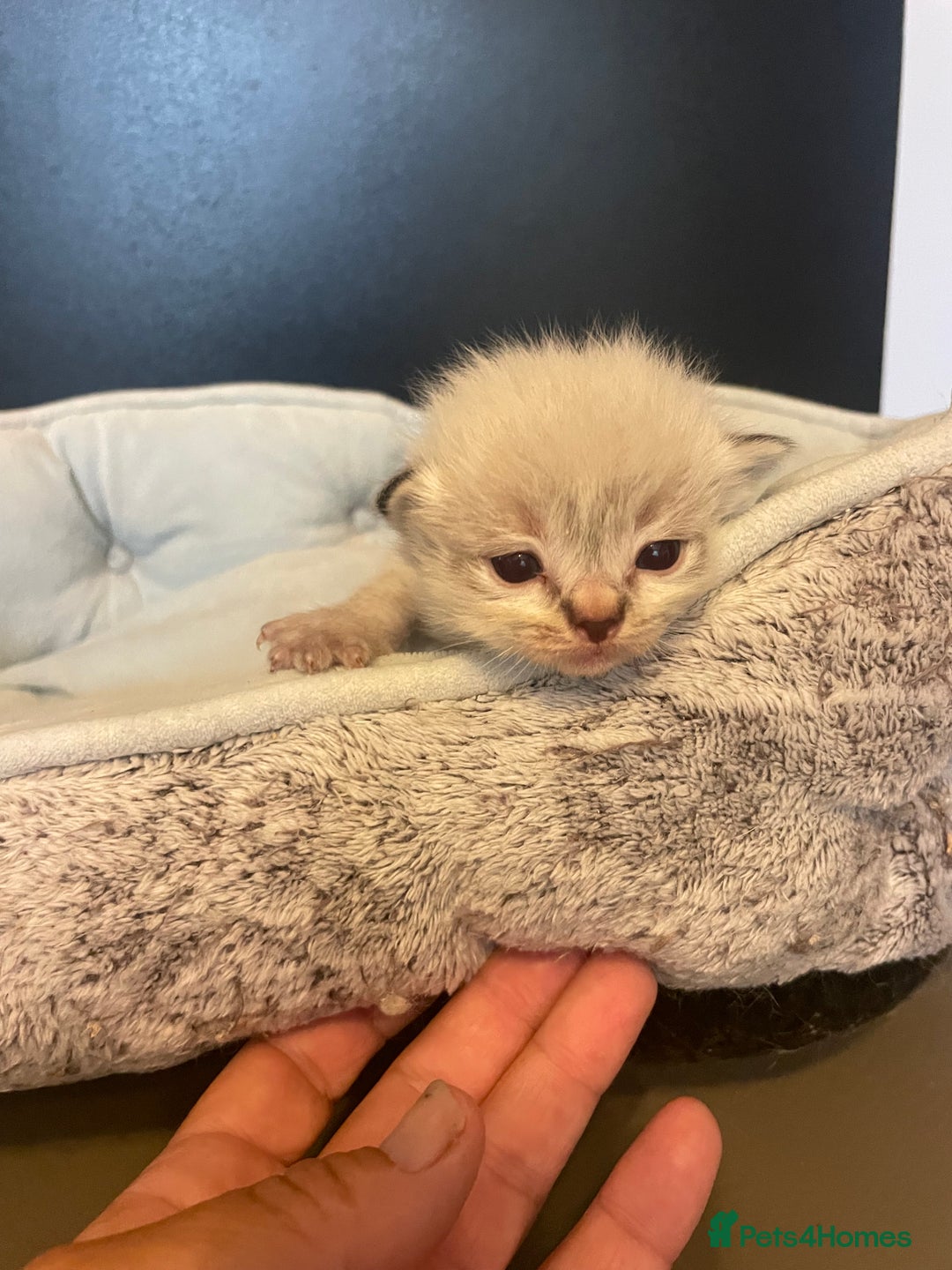 Ragdoll cats for sale: Stunning Ragdoll kittens blue lnyx ready soon  - Image 26