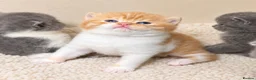 British Shorthair cats for sale: Last GCCF red & white British shorthair kitten - Advert 1