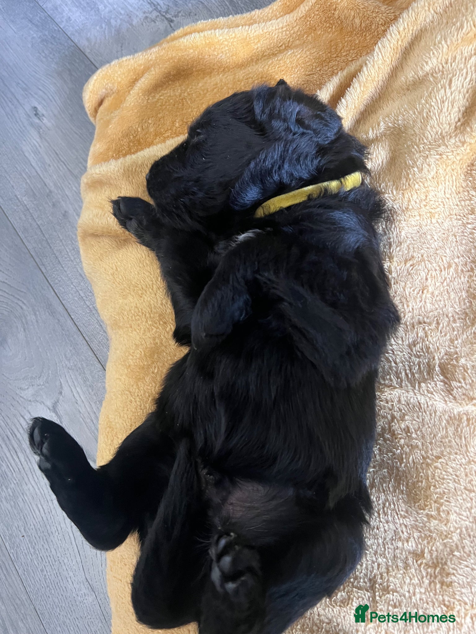 Mixed Breed dogs for sale: Lab mixed with Black Russian terrier  - Advert 8