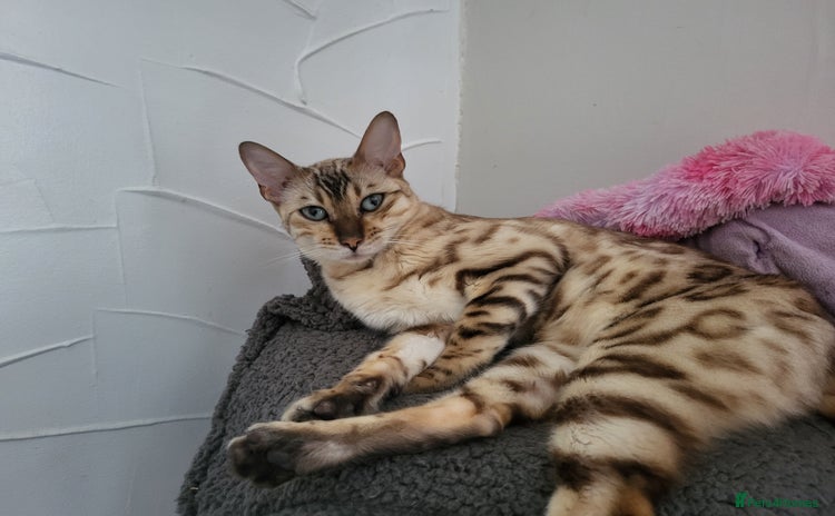 Bengal cats - Advert 3