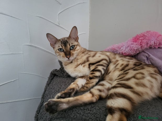 Bengal cats - Advert 3