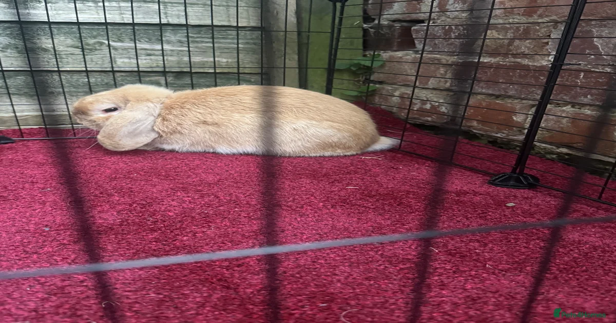 Mini Lop Rabbits for Sale for sale | Pets4Homes