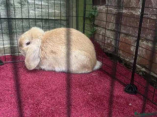Mini Lop rabbits READY NOW gorgeous mini lop - Advert 5