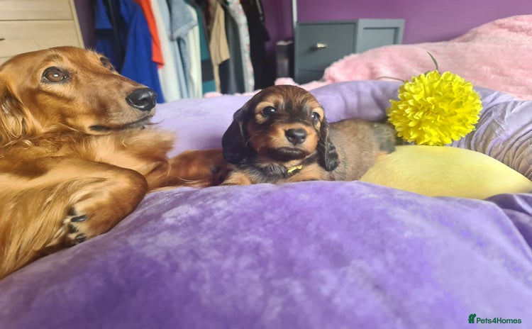 Dachshund dogs - Advert 7