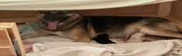 Shepsky dogs for sale: Shepsky Pups in Scarborough - Advert 1
