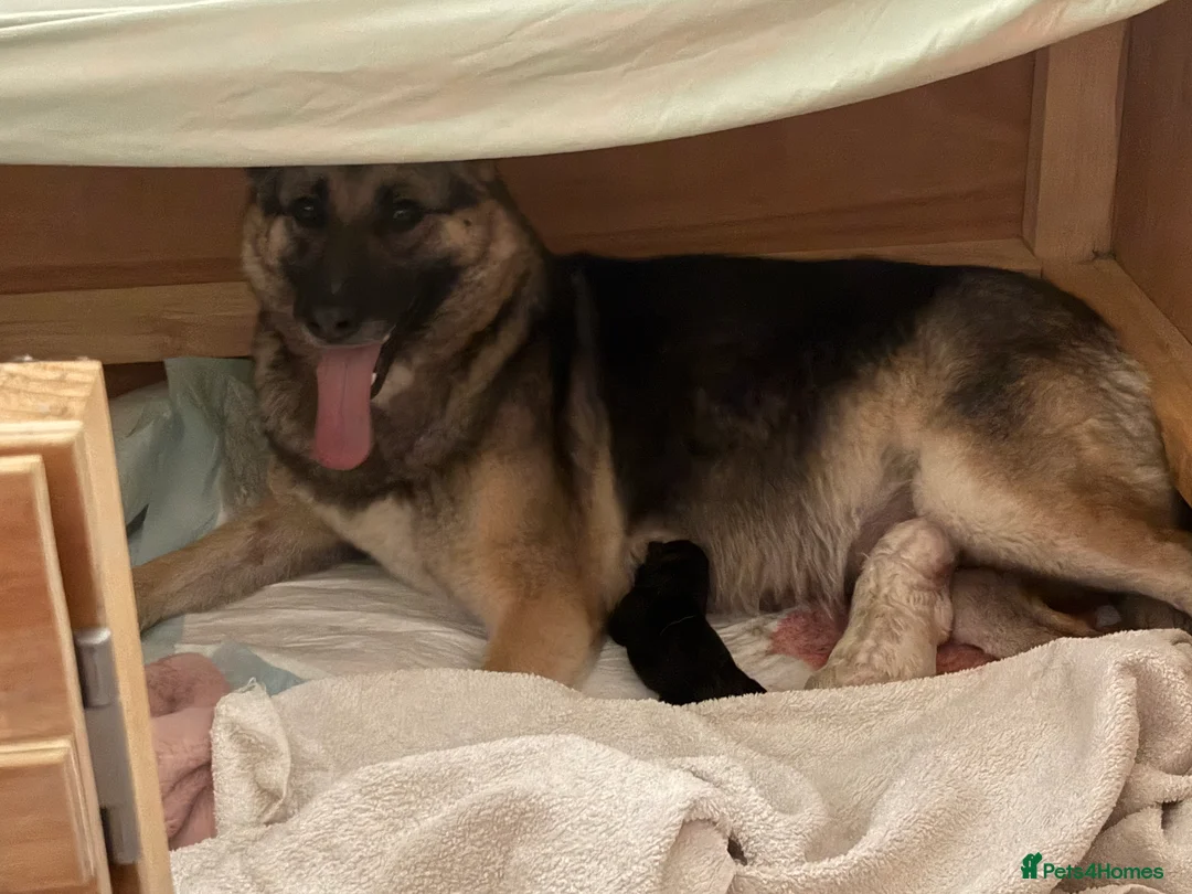 Shepsky dogs for sale: Shepsky Pups in Scarborough - Advert 1