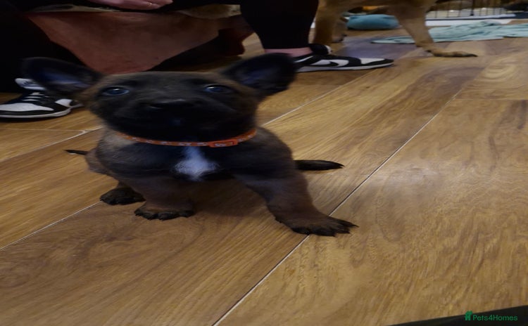 Belgian Shepherd Dog dogs Stunning Belgian Malinois Puppies - Advert 5