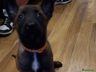 Belgian Shepherd Dog dogs Stunning Belgian Malinois Puppies - Advert 1