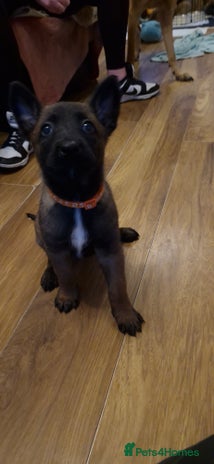 Belgian Shepherd Dog dogs Stunning Belgian Malinois Puppies - Advert 5