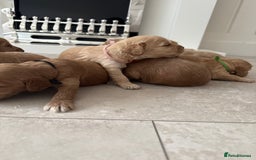 Cockapoo dogs for sale: 8 beautiful F1 cockapoo puppies - Image 3
