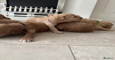Cockapoo dogs - Advert 1