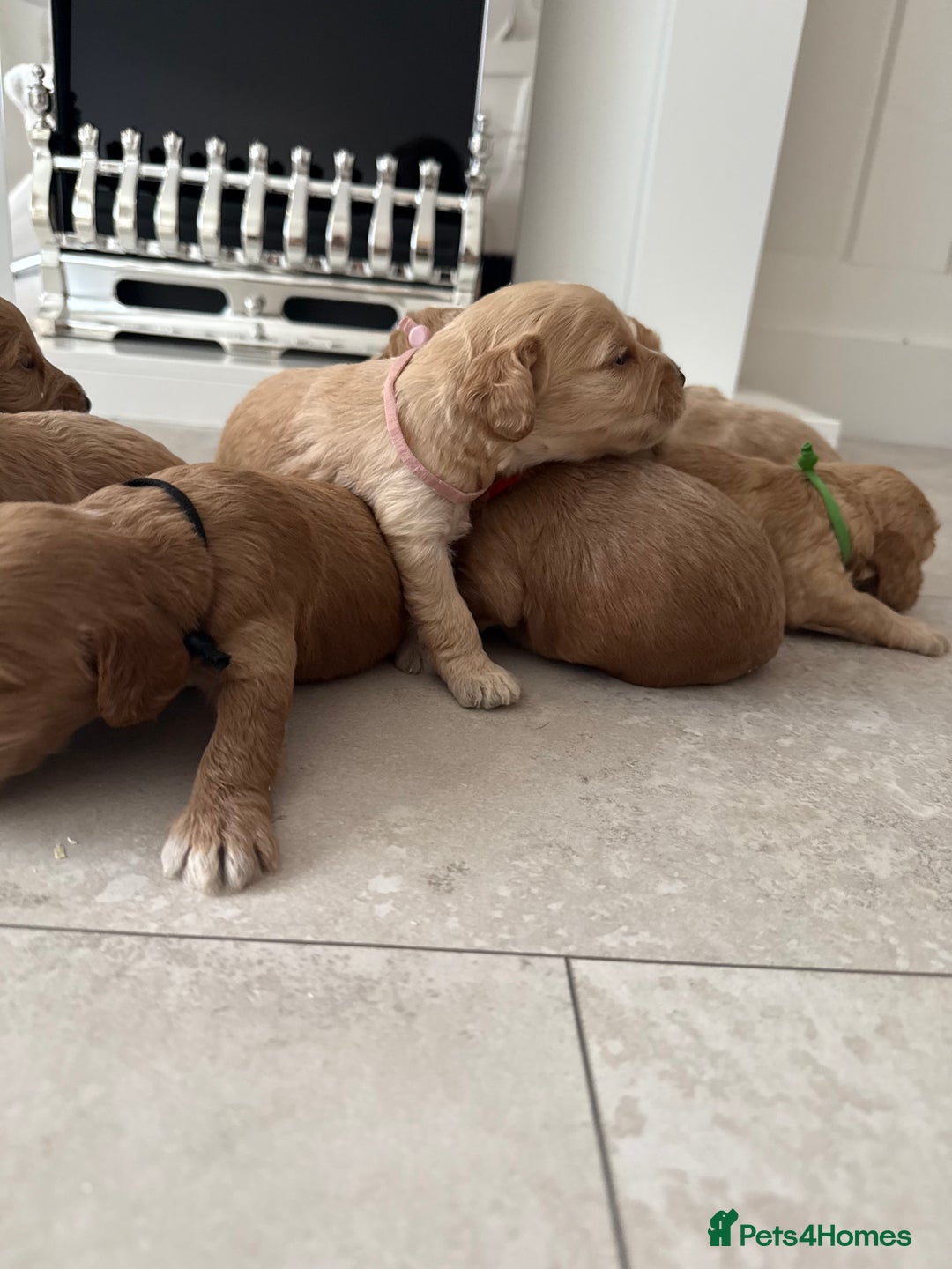 Cockapoo dogs for sale: 8 beautiful F1 cockapoo puppies - Image 3