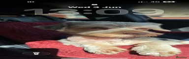 Yorkshire Terrier 1 - princess 