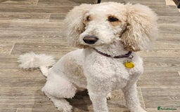 Labradoodle dogs for sale: Gorgeous Red Labradoodles- F3B - Advert 2